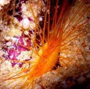 Electric Scallop in cavern w/ Sony Mavica  by Martin Dalsaso 
